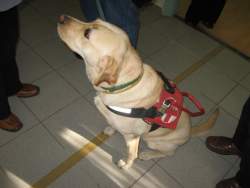 Lora, a vakvezető kutya 2010. 10. 13. 