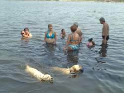 Kutyák és gazdáik