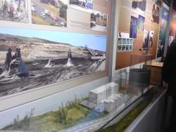 A bükkábrányi mocsárciprus feltárásának története