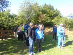 Gyógynövény kertben