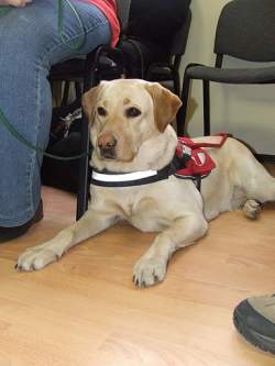 Lora, a Baráthegyi VKI vakvezető kutyája Lora, a Baráthegyi VKI vakvezető kutyája